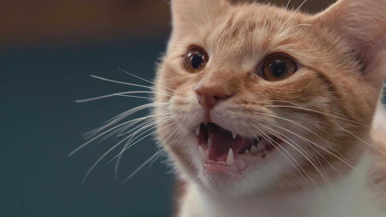 Inside the Mind of a Cat (2022) backdrop artwork