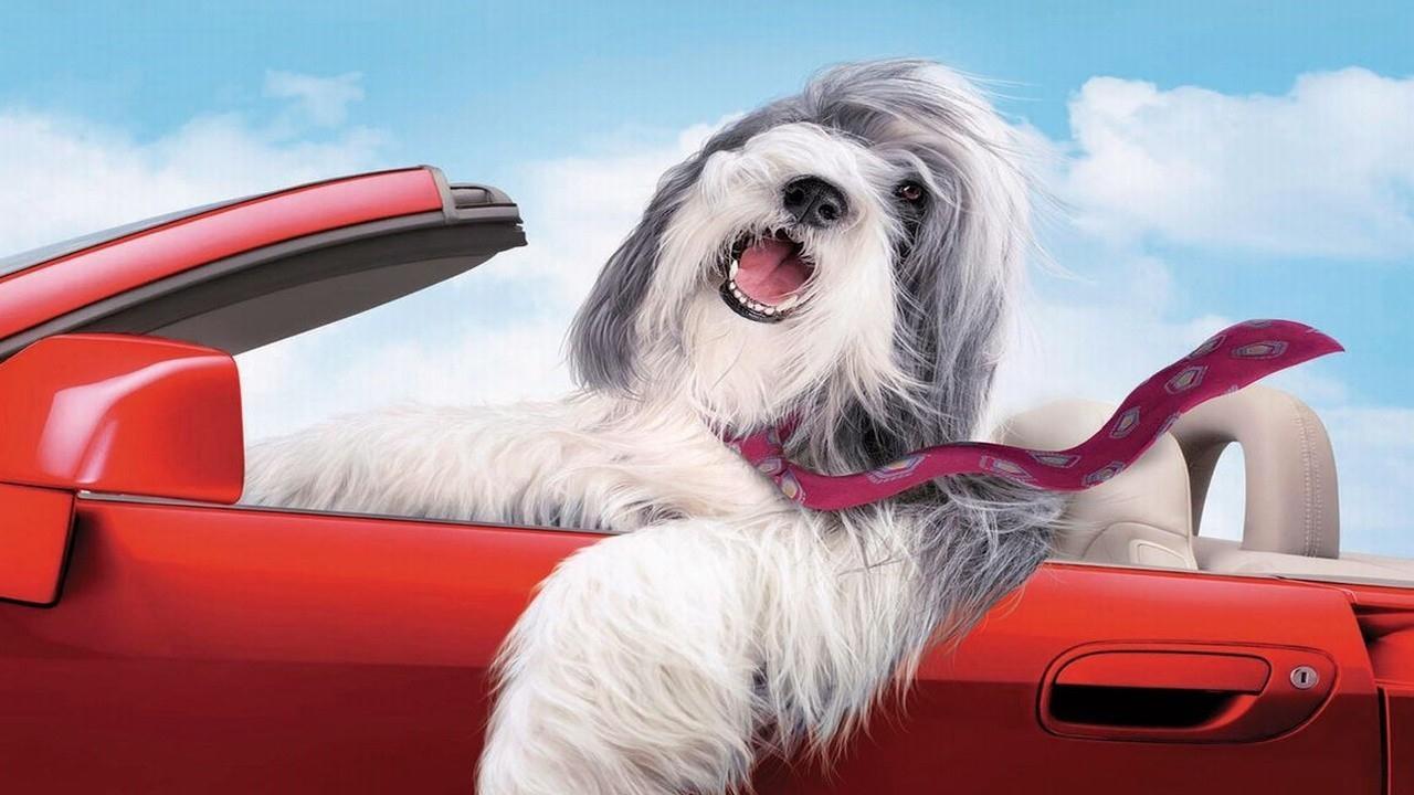 The Shaggy Dog (2006) backdrop artwork