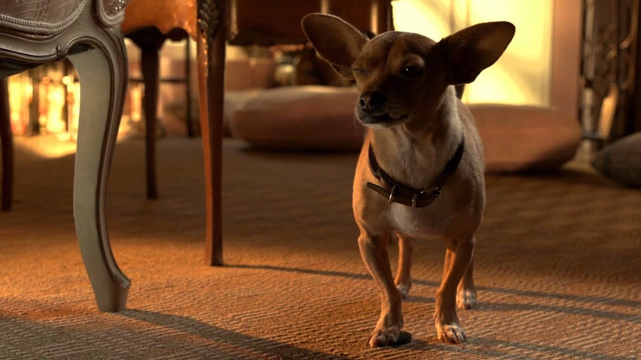 Beverly Hills Chihuahua 3: Viva la Fiesta! (2012) backdrop artwork