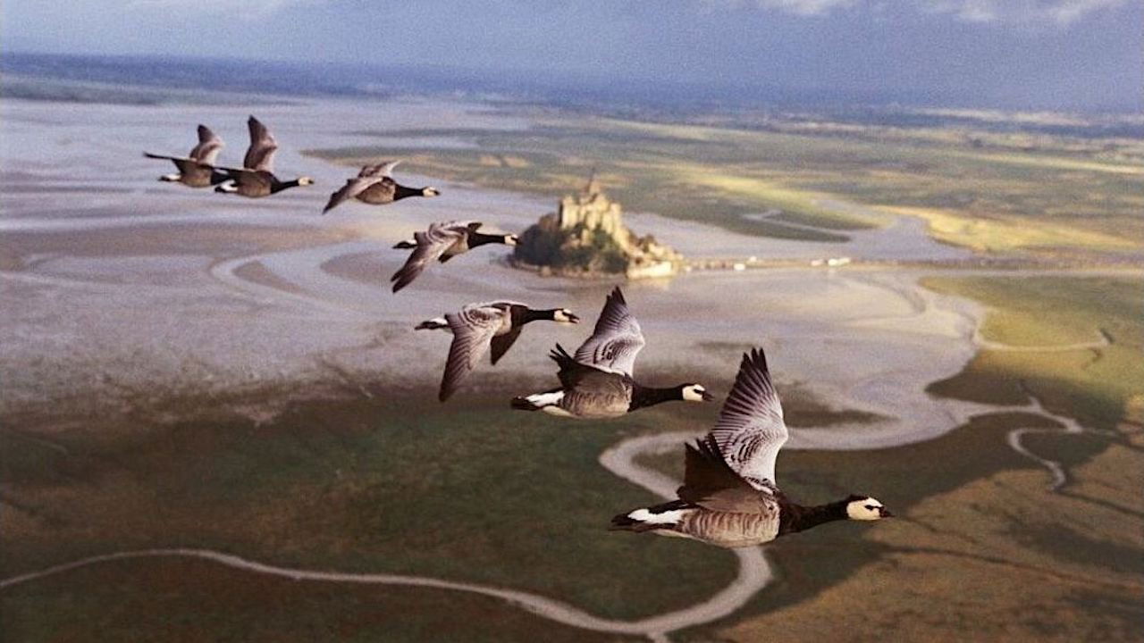 Winged Migration (2001) backdrop artwork