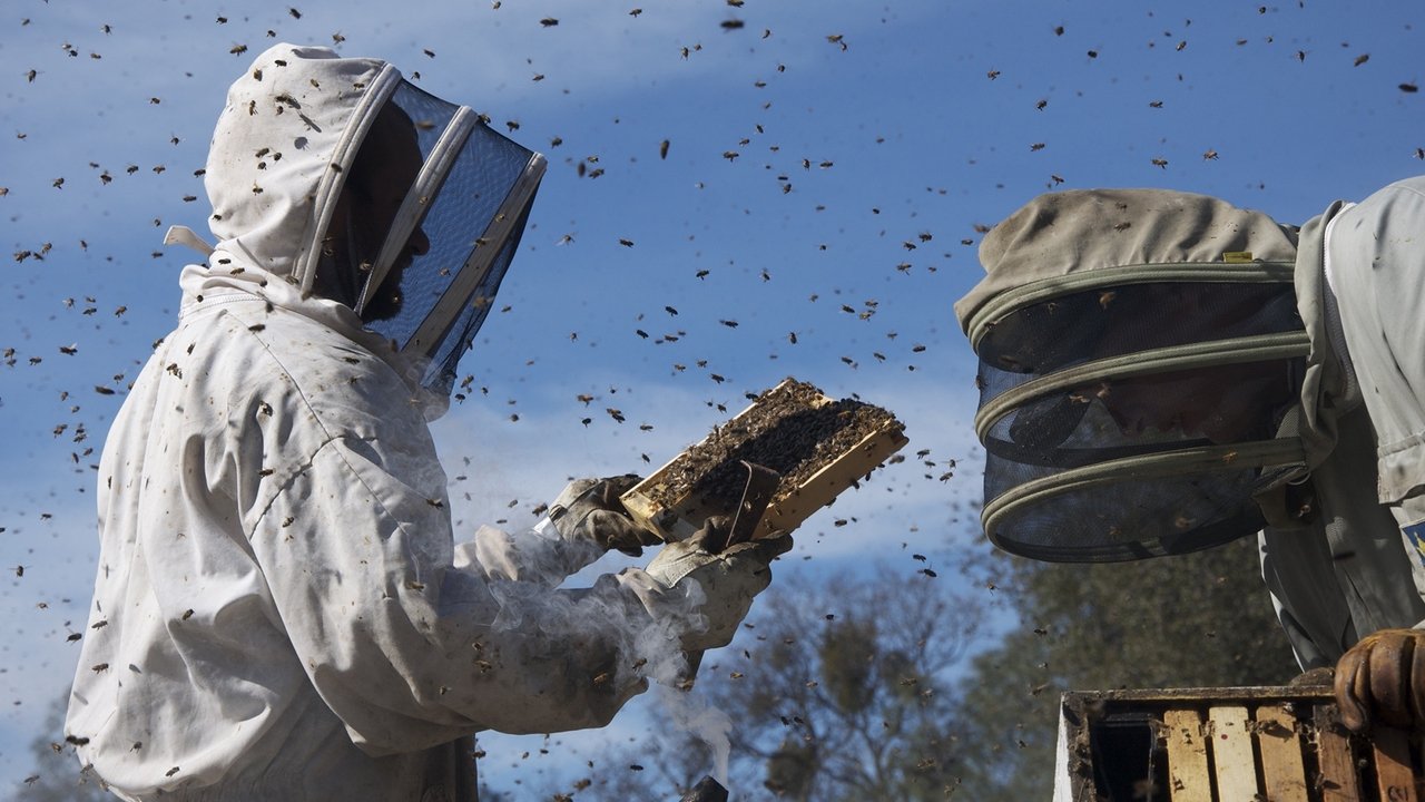 More Than Honey (2012) backdrop artwork