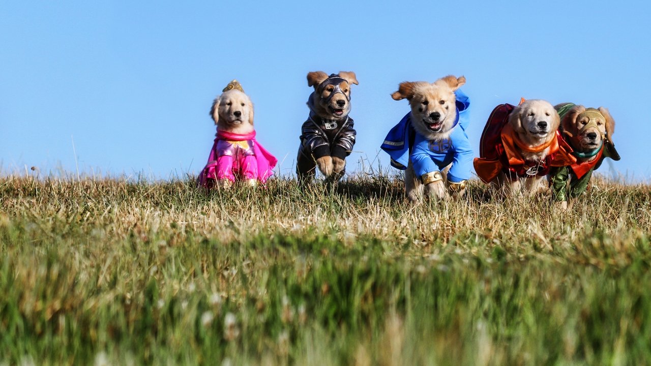 Super Buddies (2013) backdrop artwork