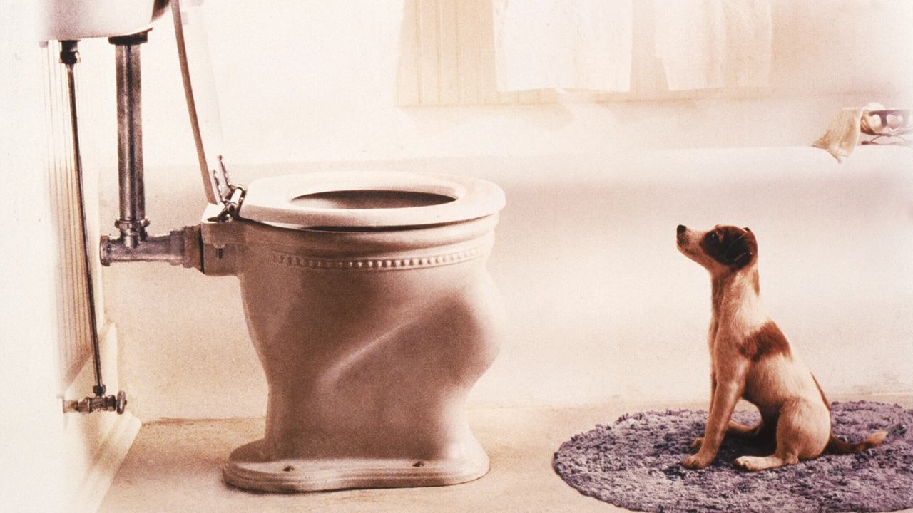 My Dog Skip (2000) backdrop artwork