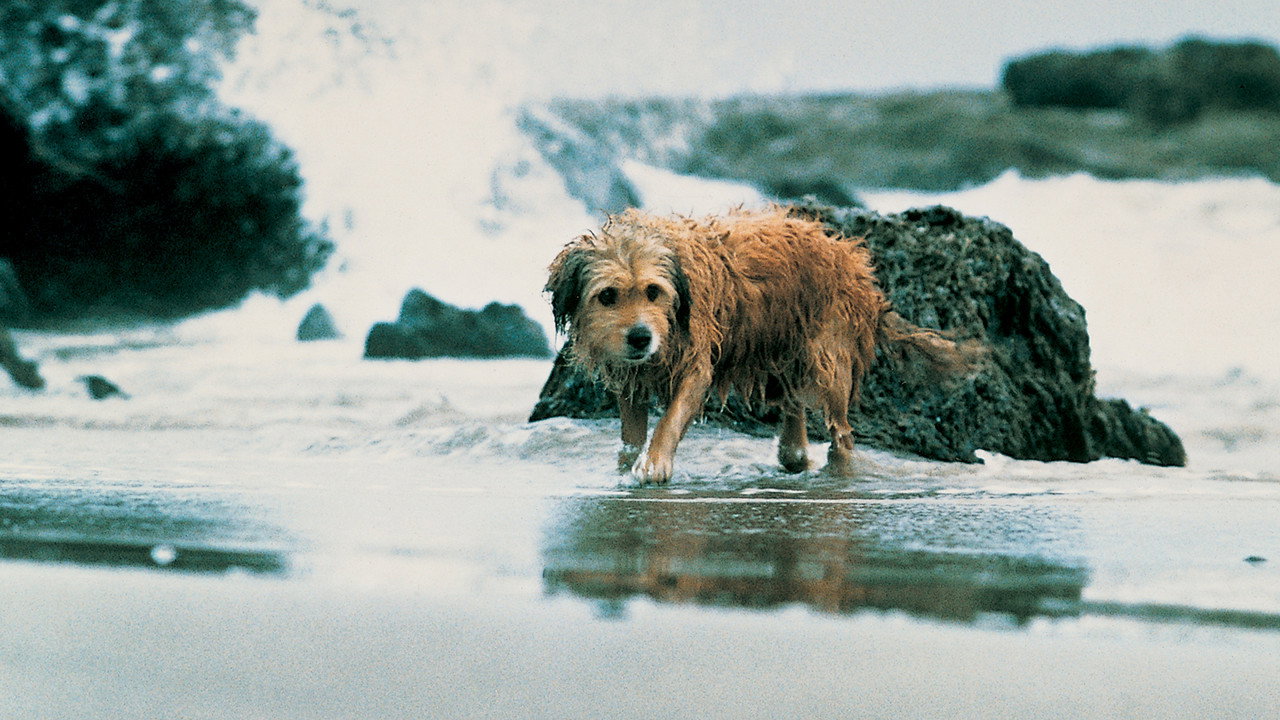 Benji the Hunted (1987) backdrop artwork