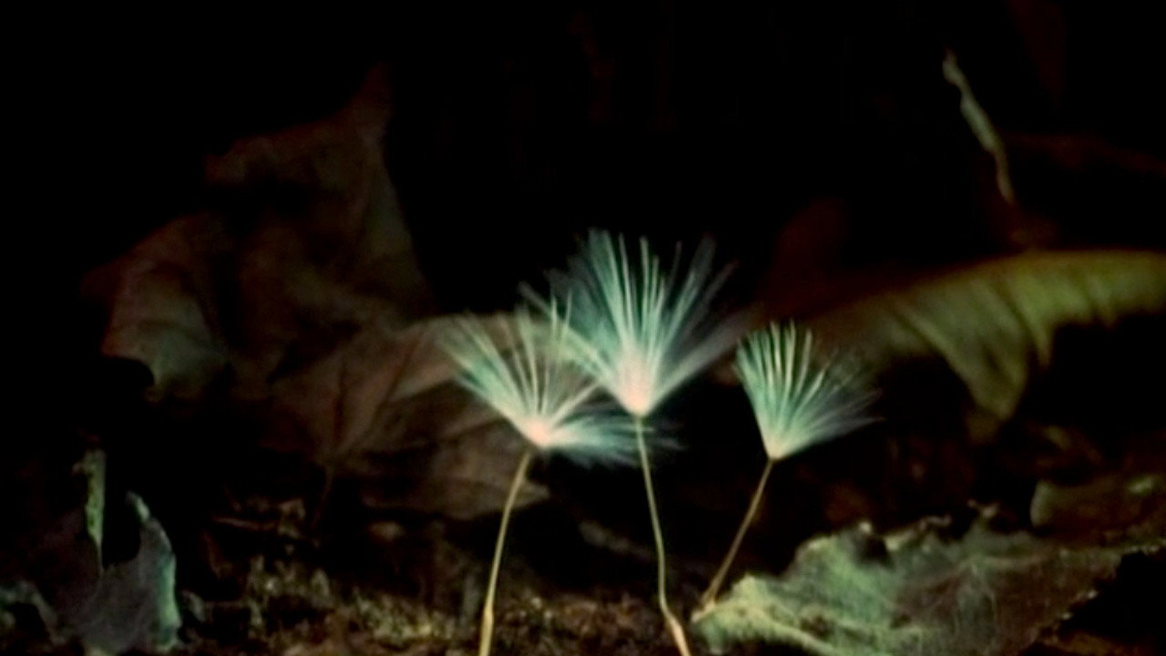 The Secret Life of Plants (1978) backdrop artwork