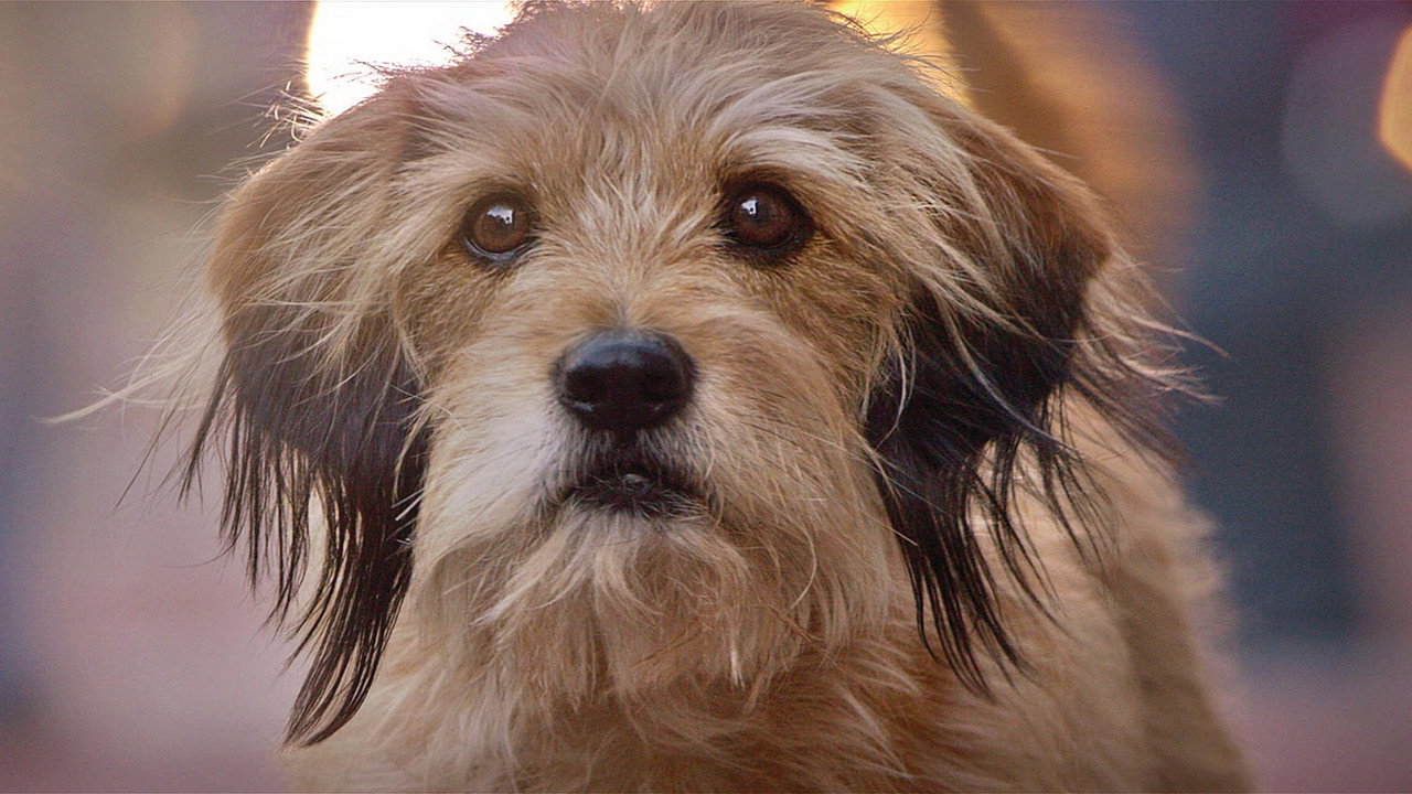 Benji (1974) backdrop artwork