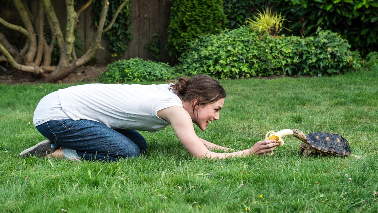 Laggies (2014) backdrop artwork