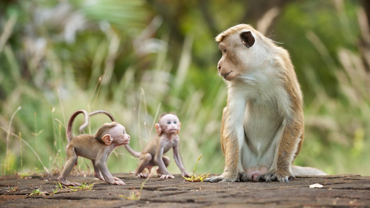 Monkey Kingdom (2015) backdrop artwork