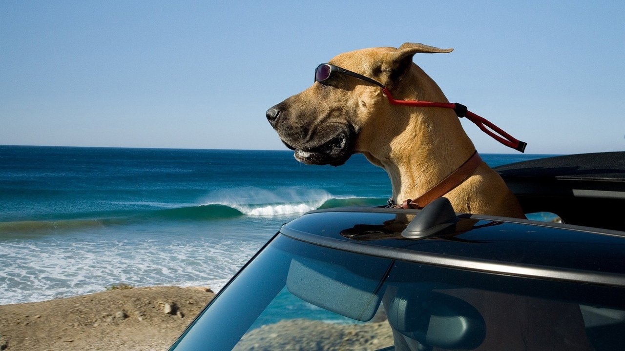 Marmaduke (2010) backdrop artwork