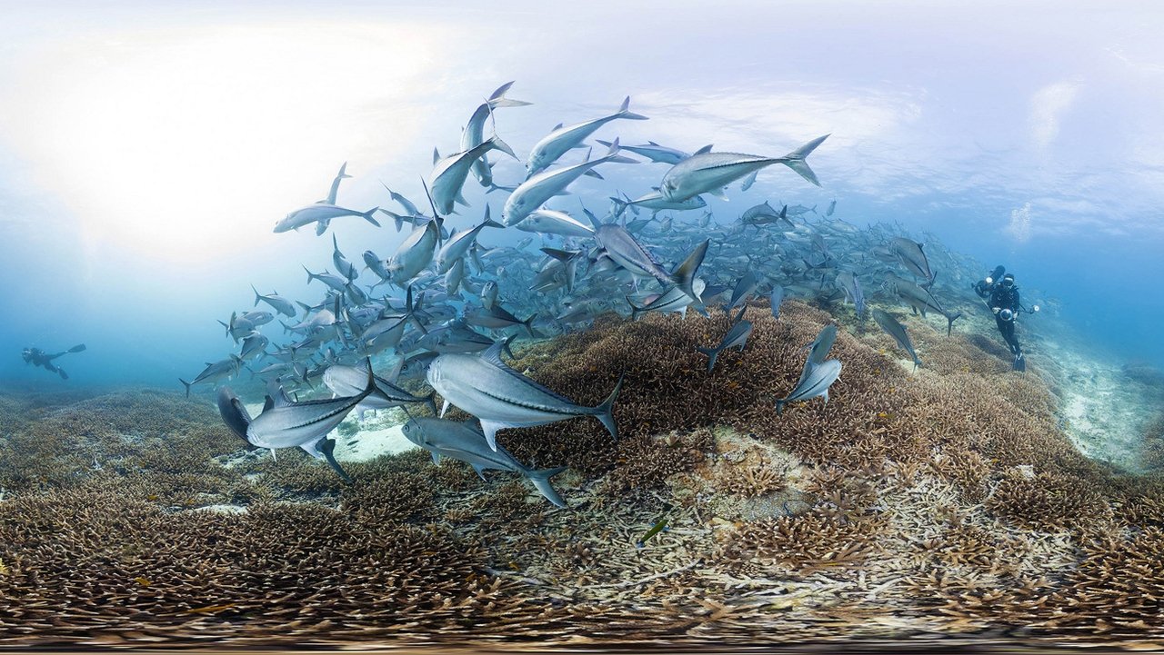 Chasing Coral (2017) backdrop artwork