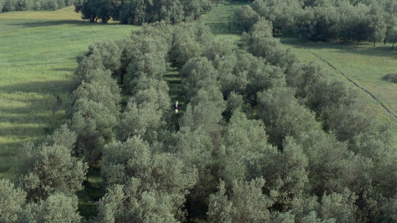 Through the Olive Trees (1995) backdrop artwork