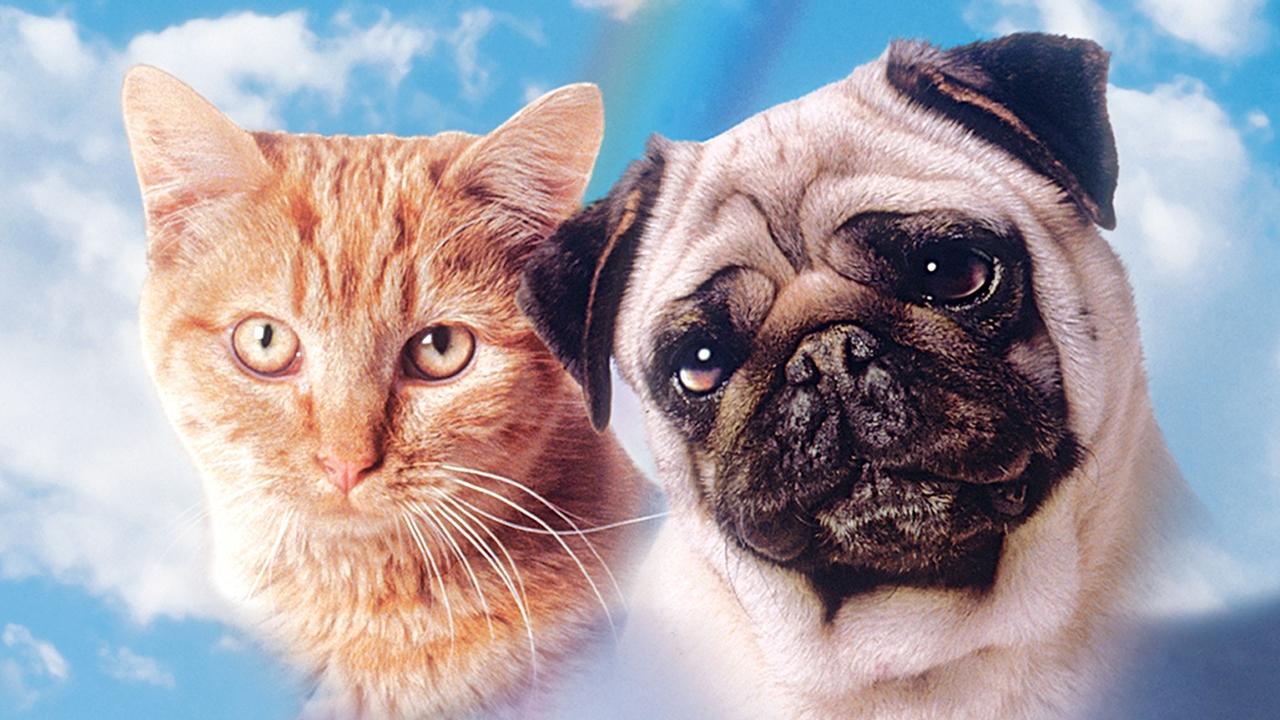The Adventures of Milo and Otis (1986) backdrop artwork
