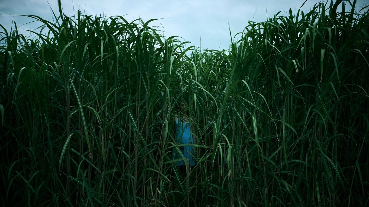 In the Tall Grass (2019) backdrop artwork