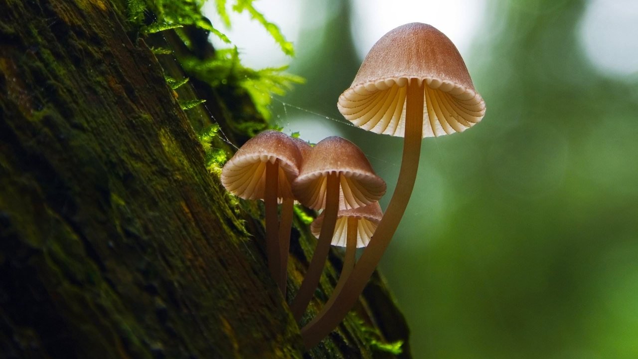 Fantastic Fungi (2019) backdrop artwork