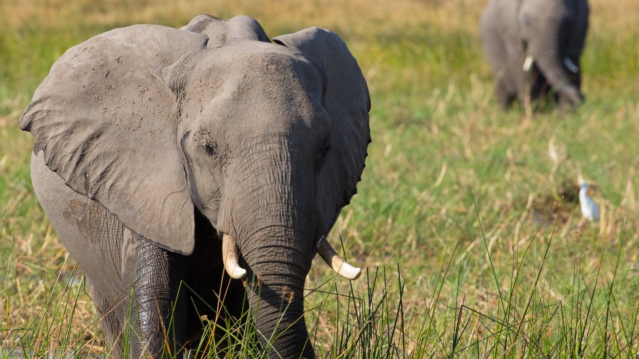 Elephant (2020) backdrop artwork