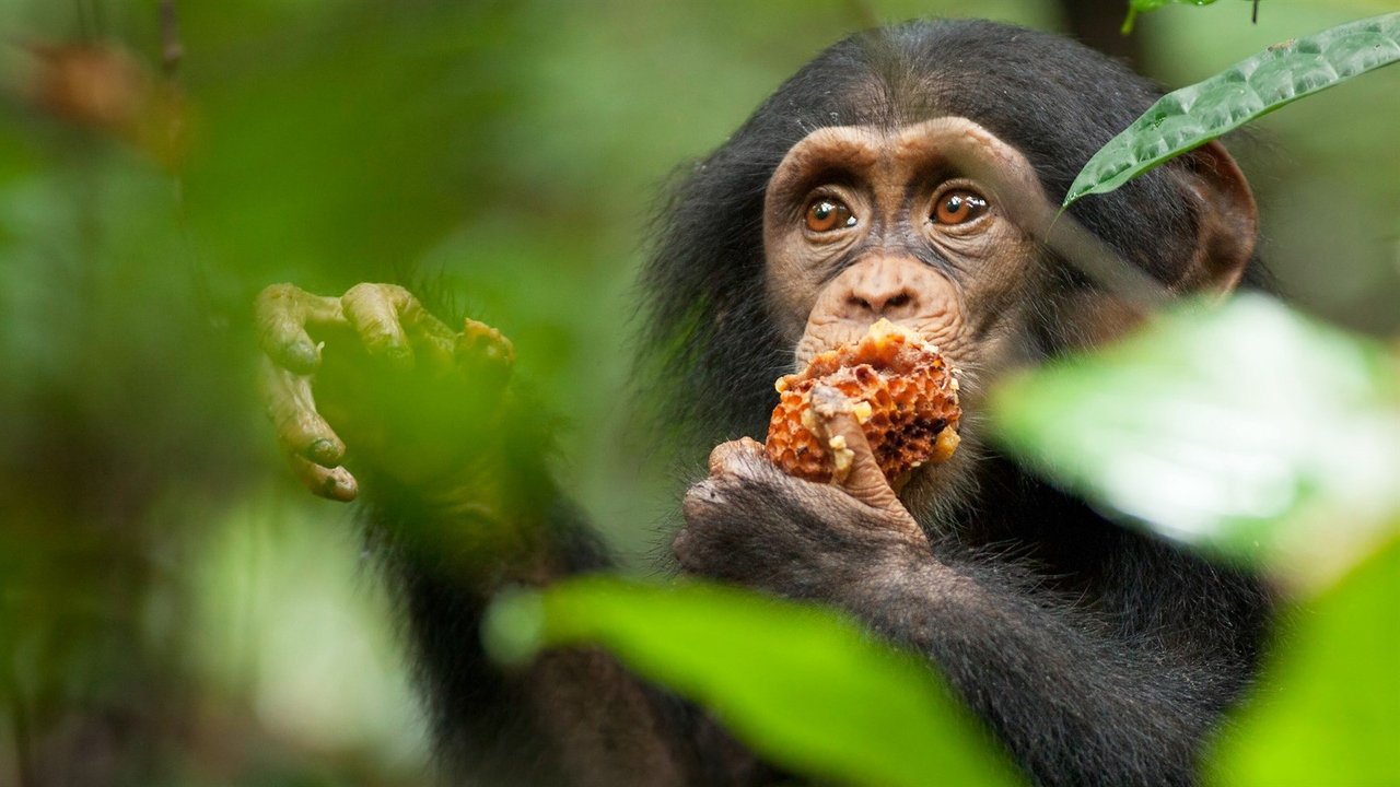 Chimpanzee (2012) backdrop artwork