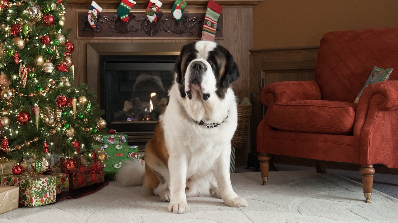 Beethoven's Christmas Adventure (2011) backdrop artwork