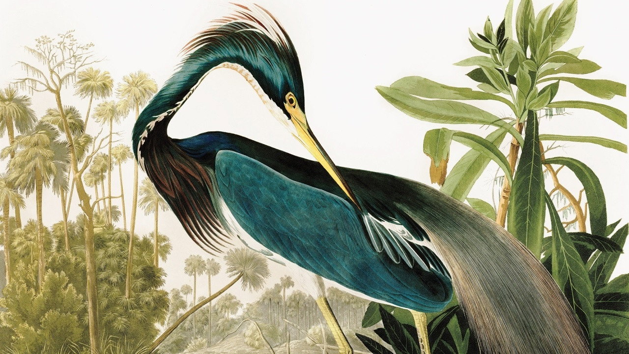 Birds of America (2022) backdrop artwork