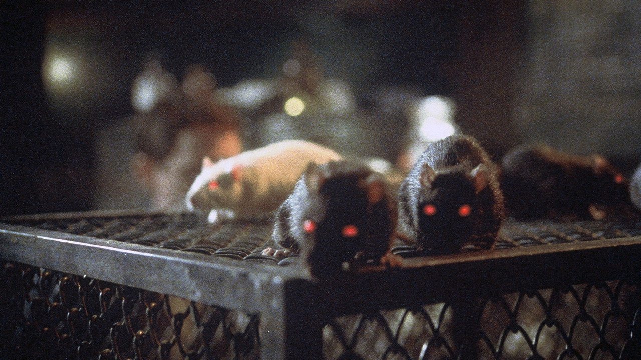 Rats: Night of Terror (1984) backdrop artwork