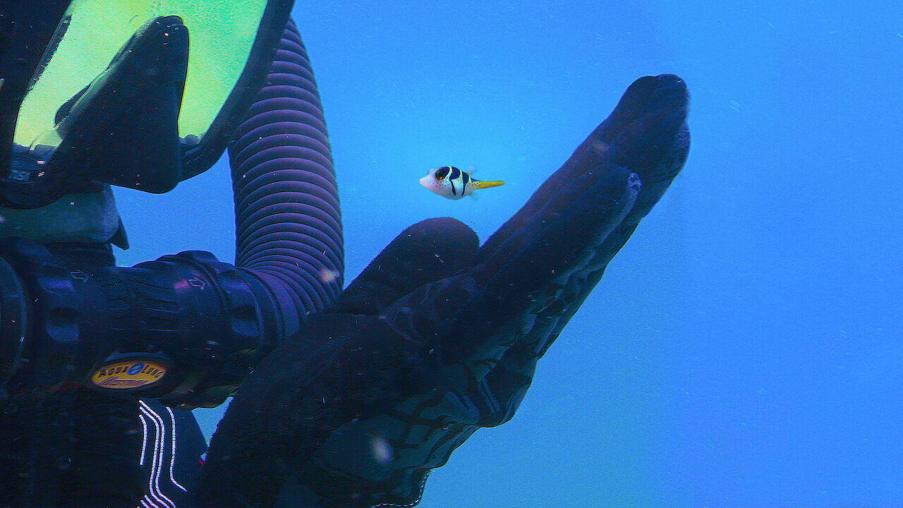 Puff: Wonders of the Reef (2021) backdrop artwork