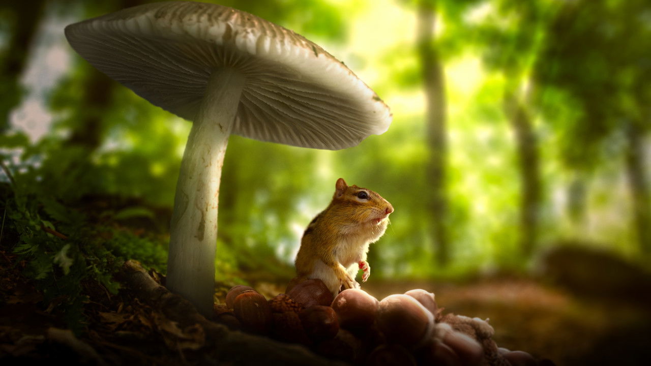 Tiny World (2020) series backdrop artwork
