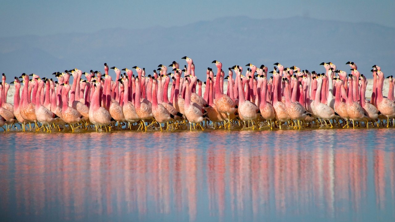 Planet Earth II (2016) series backdrop artwork